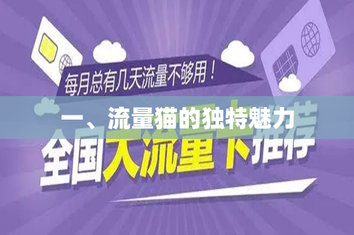 一、流量猫的独特魅力